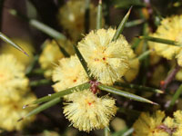 Acacia asparagoides