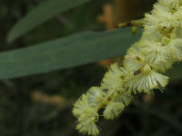 Blunt Leaf Wattle