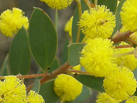 Box-leaved Wattle