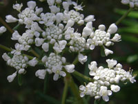 Clustered Poranthera