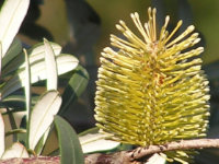 Coast Banksia