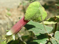 Common Correa