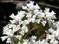 Conospermum ericifolium
