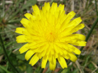 Dandelion