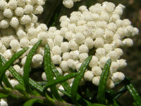 Dolly Bush