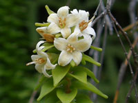 Epacris apiculata