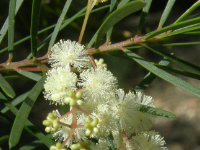 Flax-leaved Wattle