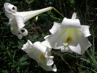 Formosan Lily
