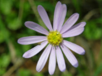 Grass Daisy