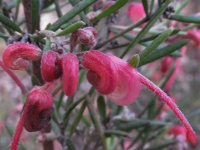Grey Grevillea