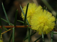 Heath Wattle