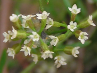 Heathy Platysace