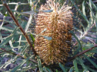 Hill Banksia