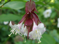 Himalayan Honeysuckle