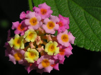 Lantana