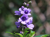 Lilac Mint Bush