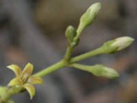 Mountain Silkpod