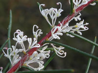 Needlebush