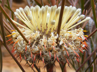 Nepean Conebush