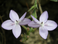 Pastel Flower