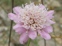 Pincushion 