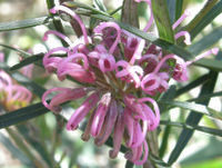 Pink Spider Flower (subsp. riparia)