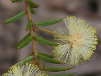 Ploughshare Wattle
