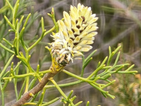 Prickly Conesticks