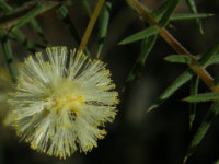 Prickly Moses