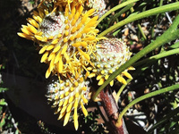 Prostrate Cone-bush