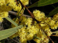 Red-stemmed Wattle