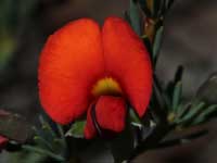 Red Wedge Pea