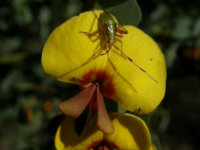 Rhombic Bossiaea