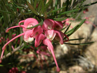Rosemary Grevillea