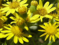 Shoddy Ragwort