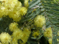 Silver Wattle
