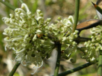 Small-fruited Hakea