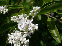 Small-leaved Privet