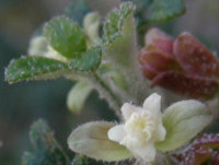 Star Xanthosia
