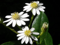 Sticky Daisy Bush