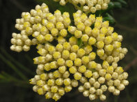 Stiff Cassinia