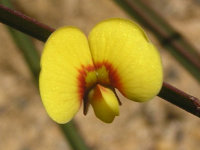 Sword Bossiaea