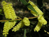 Sydney Golden Wattle