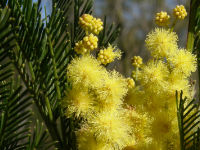 Sydney Green Wattle
