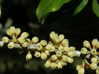 Variable Muttonwood