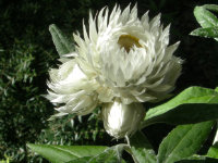 White Paper Daisy