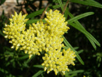 Yellow Cassinia