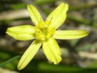 Yellow Rush Lily