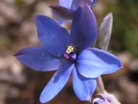Blue Lady Orchid