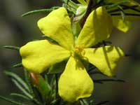 Bundled Guinea Flower